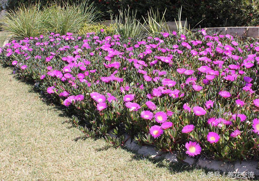 这6种植物铺在地面上就能不断开花繁殖，还能避免杂草长出来