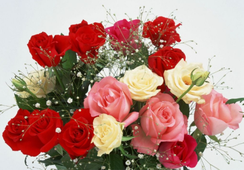 求婚玫瑰花应该送多少朵合适 33朵玫瑰会不会太小了0