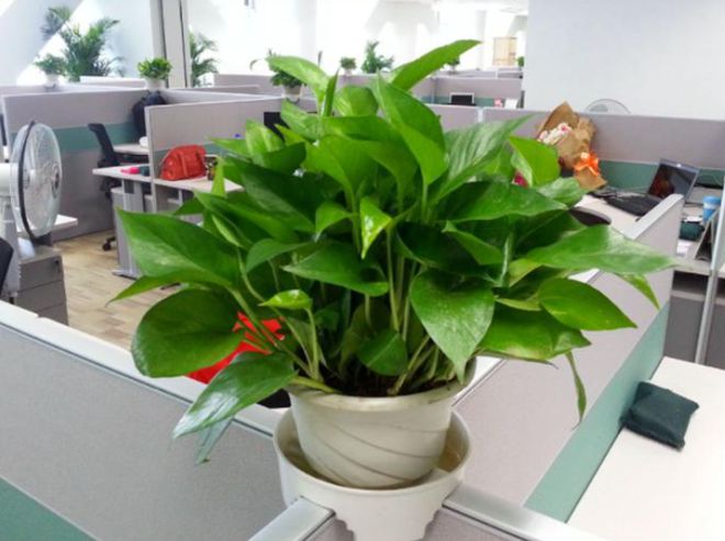 哪些大盆绿植适合放办公室，有什么养护技巧？看完你就明白了