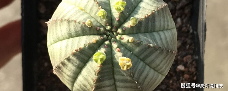 你见过多肉植物布纹球开花吗?这个花朵有点萌！