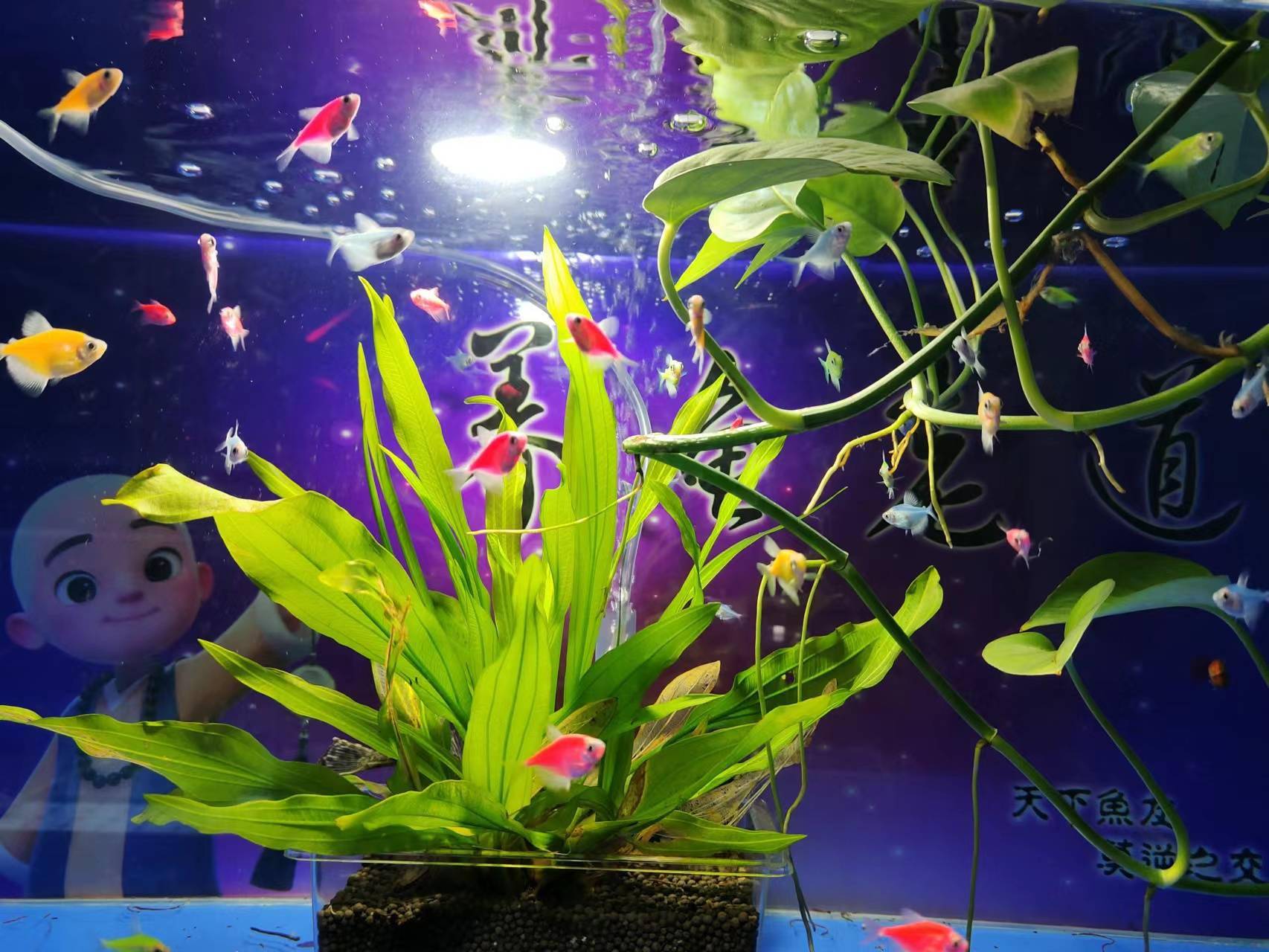 养红绿灯鱼的鱼缸造景_观赏鱼红绿灯怎么养_观赏鱼红绿灯养殖
