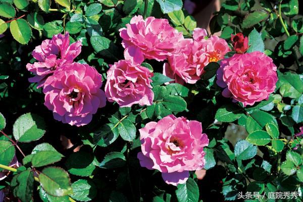 玫瑰花放水里可以养多久_养玫瑰花的水里放什么好_玫瑰花放水里还是土里