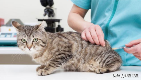 猫打疫苗的时候_小猫什么时候打疫苗_小猫打疫苗挣扎怎么办