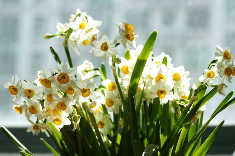 8种适合冬季养的花卉，不仅花美而且好养活！