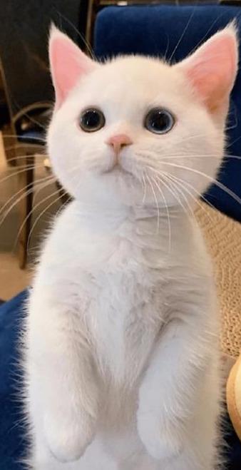 白色小奶猫火遍全网，网友惊呼：这是什么神仙颜值，萌晕了